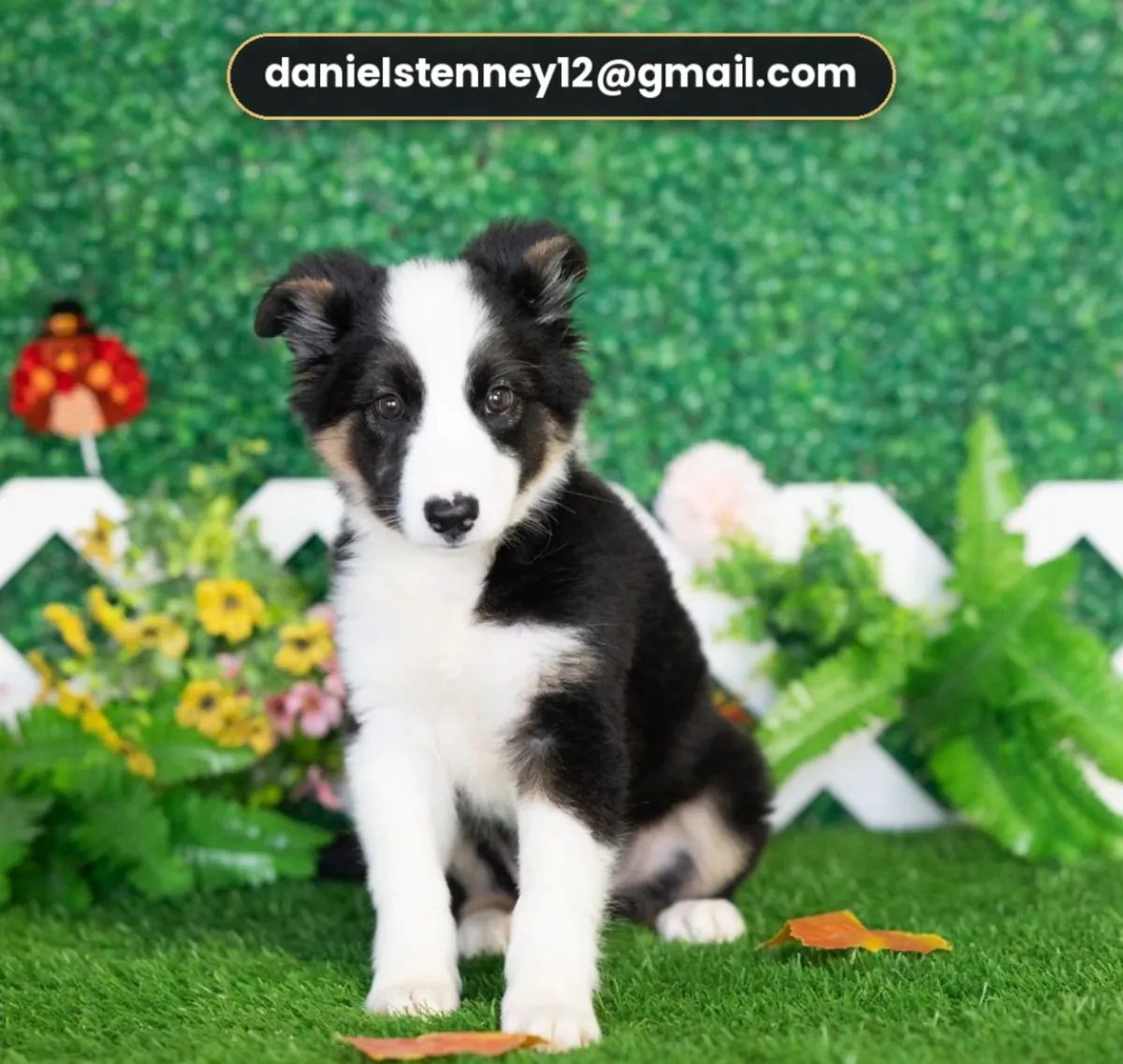 lovable Border Collie puppy