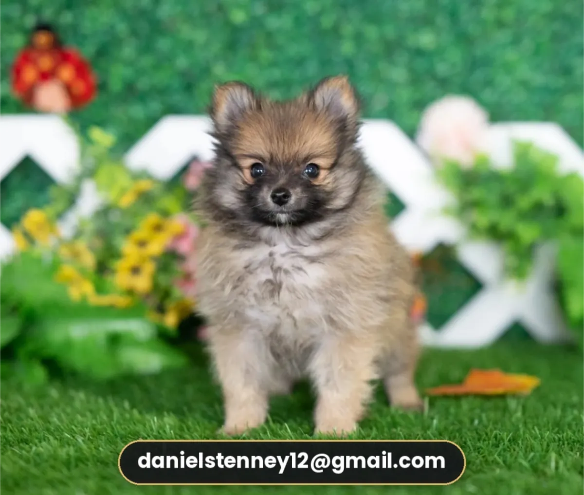 charming Pomeranian
