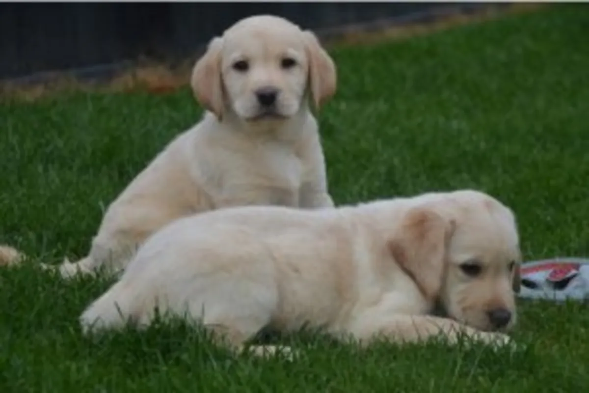 Labrador retriever yavruları