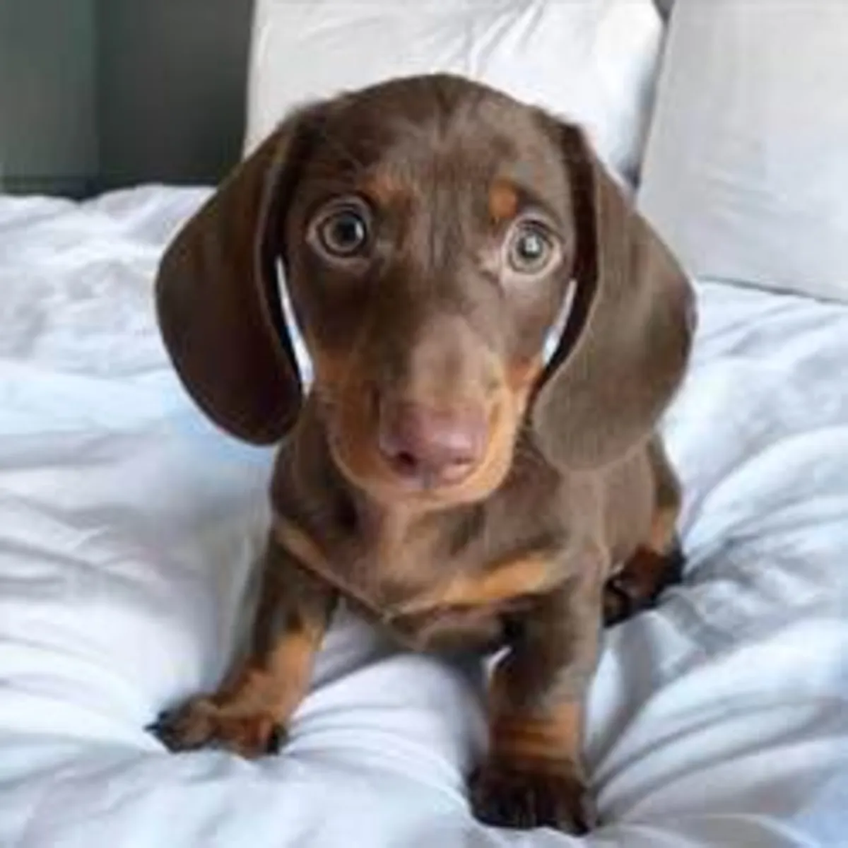 Chiots teckels à vendre