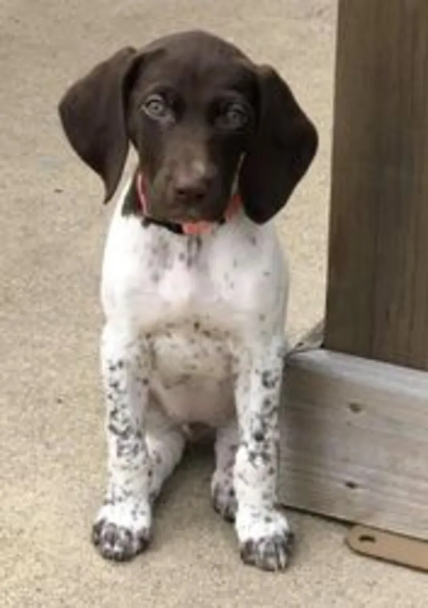 German Shorthaired Pointer Puppies Available