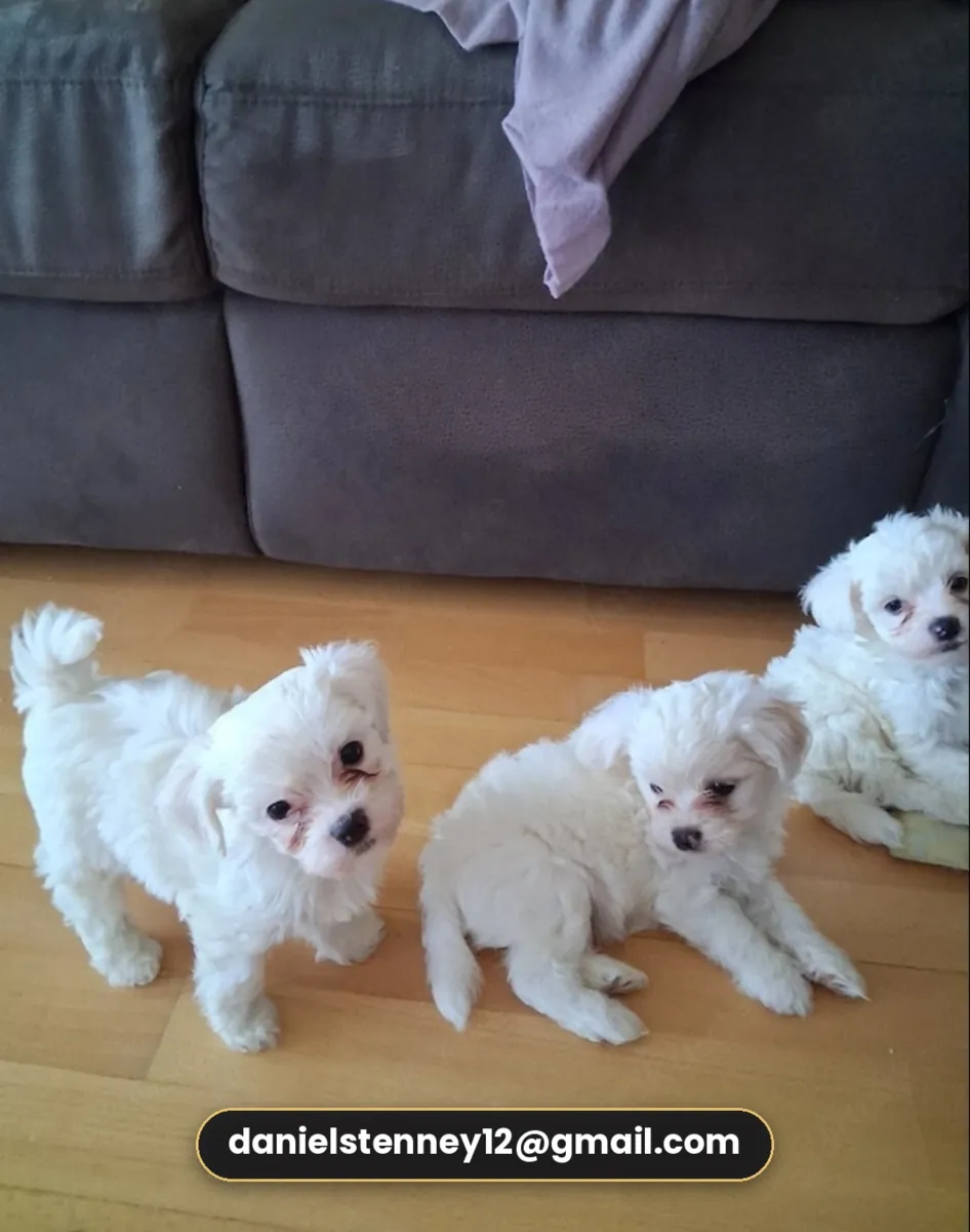 Beaux chiots maltais