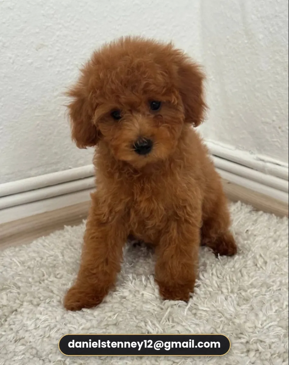马尔济斯贵宾犬幼犬
