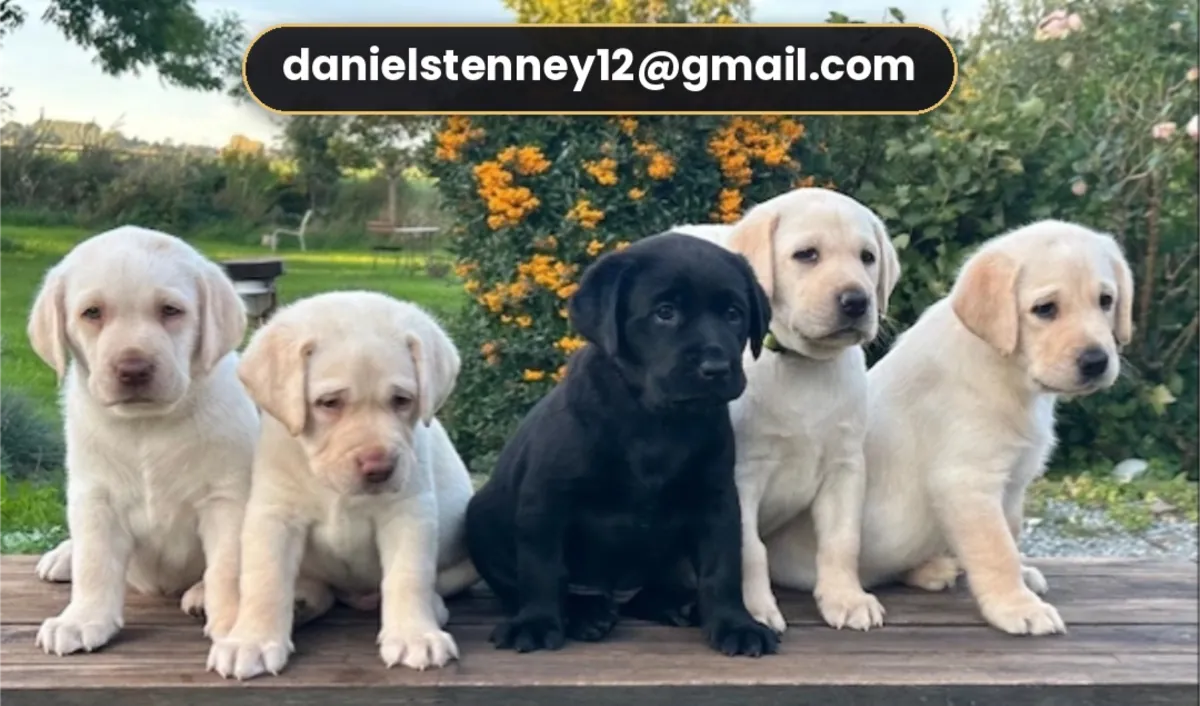 Labrador puppies