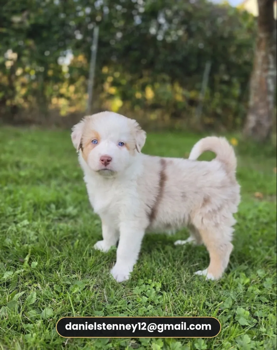 Australian Shepherd puppies