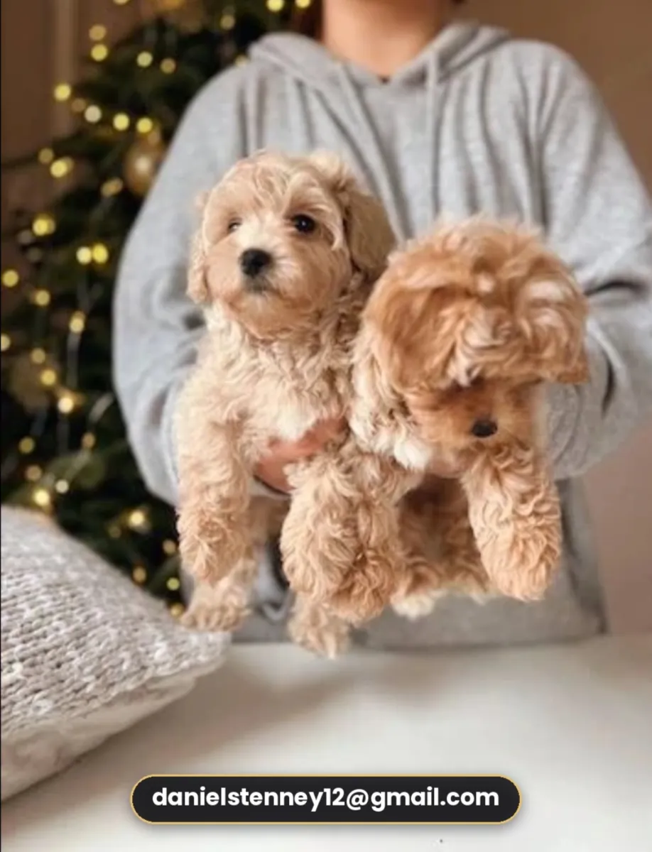 两只可爱的小马尔提普犬幼犬