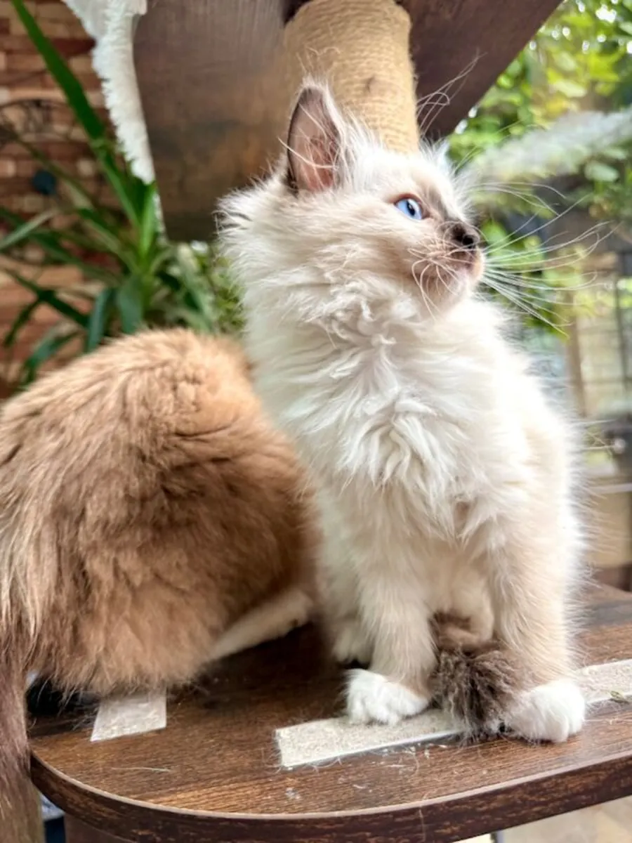 Gatitos ragdoll machos y hembras en adopción.