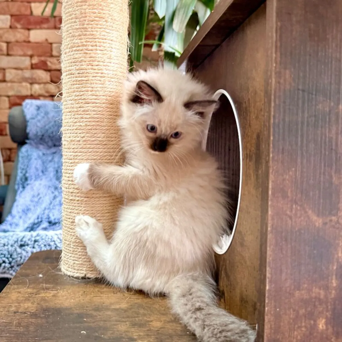 Gatitos ragdoll machos y hembras en adopción.
