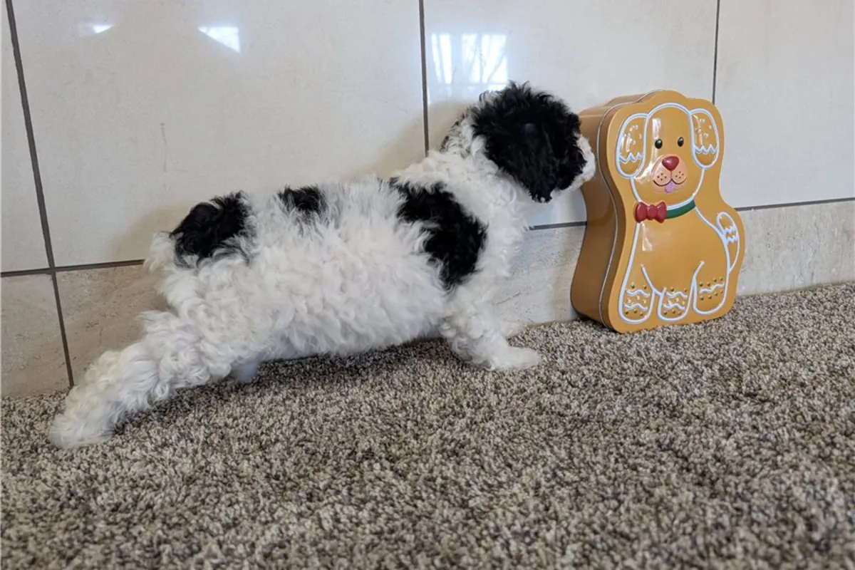 Cachorros de caniche de pura raza.