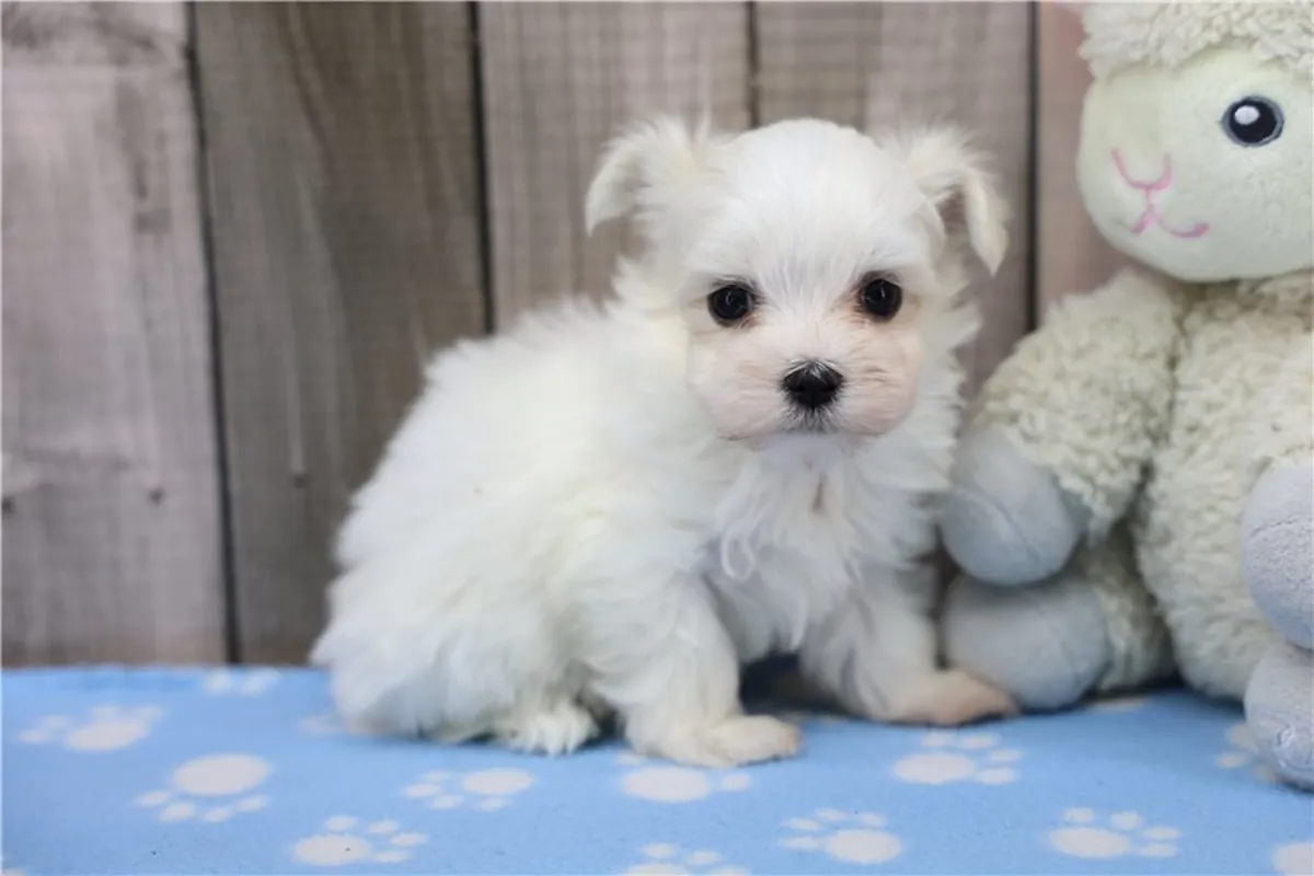 Cachorros de Bichón Maltés de pura raza.
