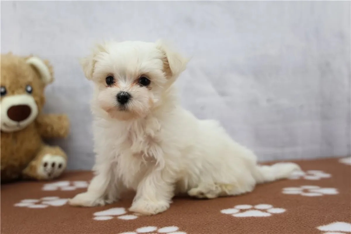 Safkan dişi ve erkek Maltese Bichon yavruları.