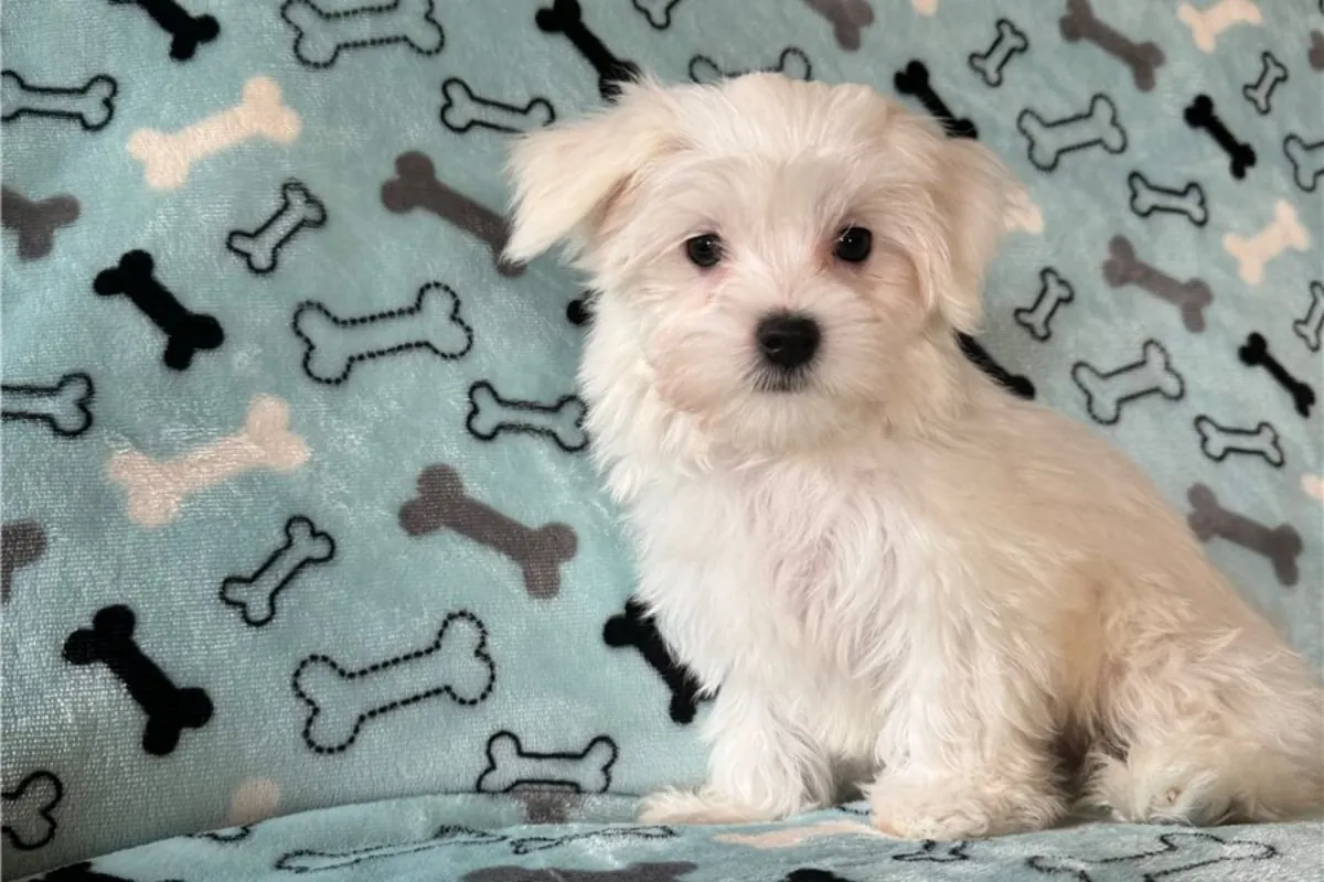 Safkan dişi ve erkek Maltese Bichon yavruları.