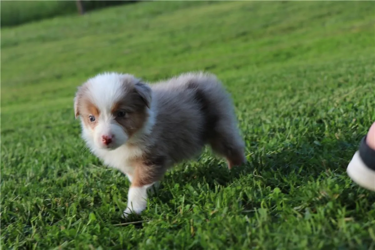 纯种澳大利亚牧羊犬幼犬。