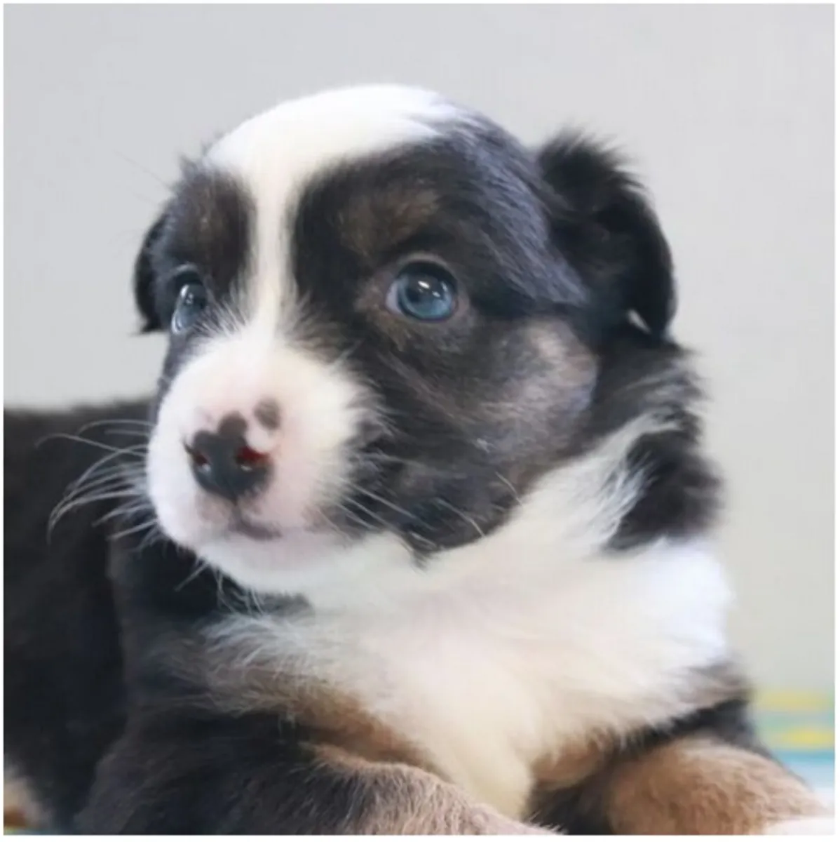 纯种澳大利亚牧羊犬幼犬，雄性和雌性。