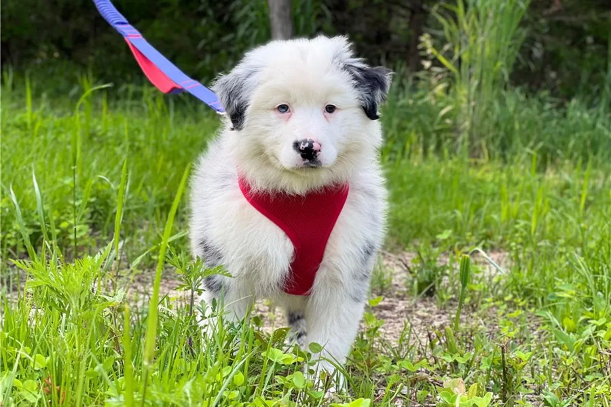 纯种澳大利亚牧羊犬幼犬，雄性和雌性。