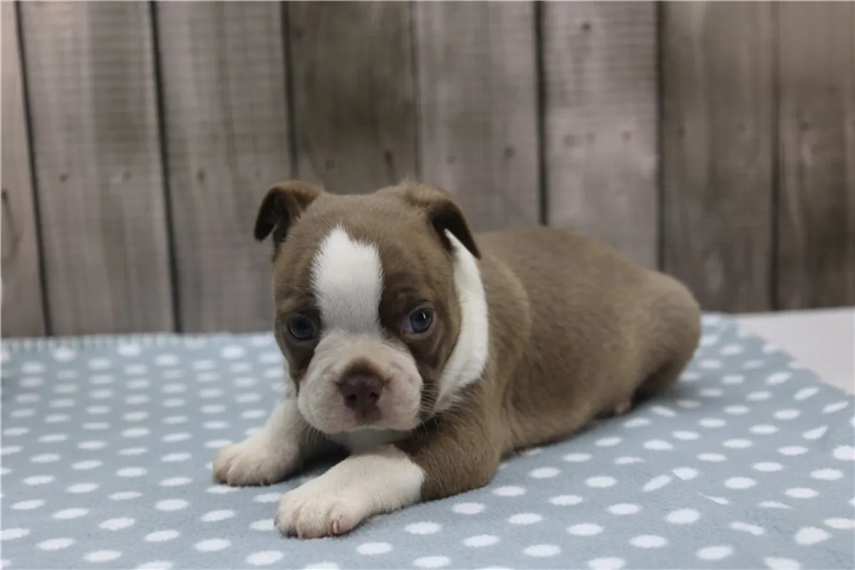 Chiots de Boston Terrier de race pure.