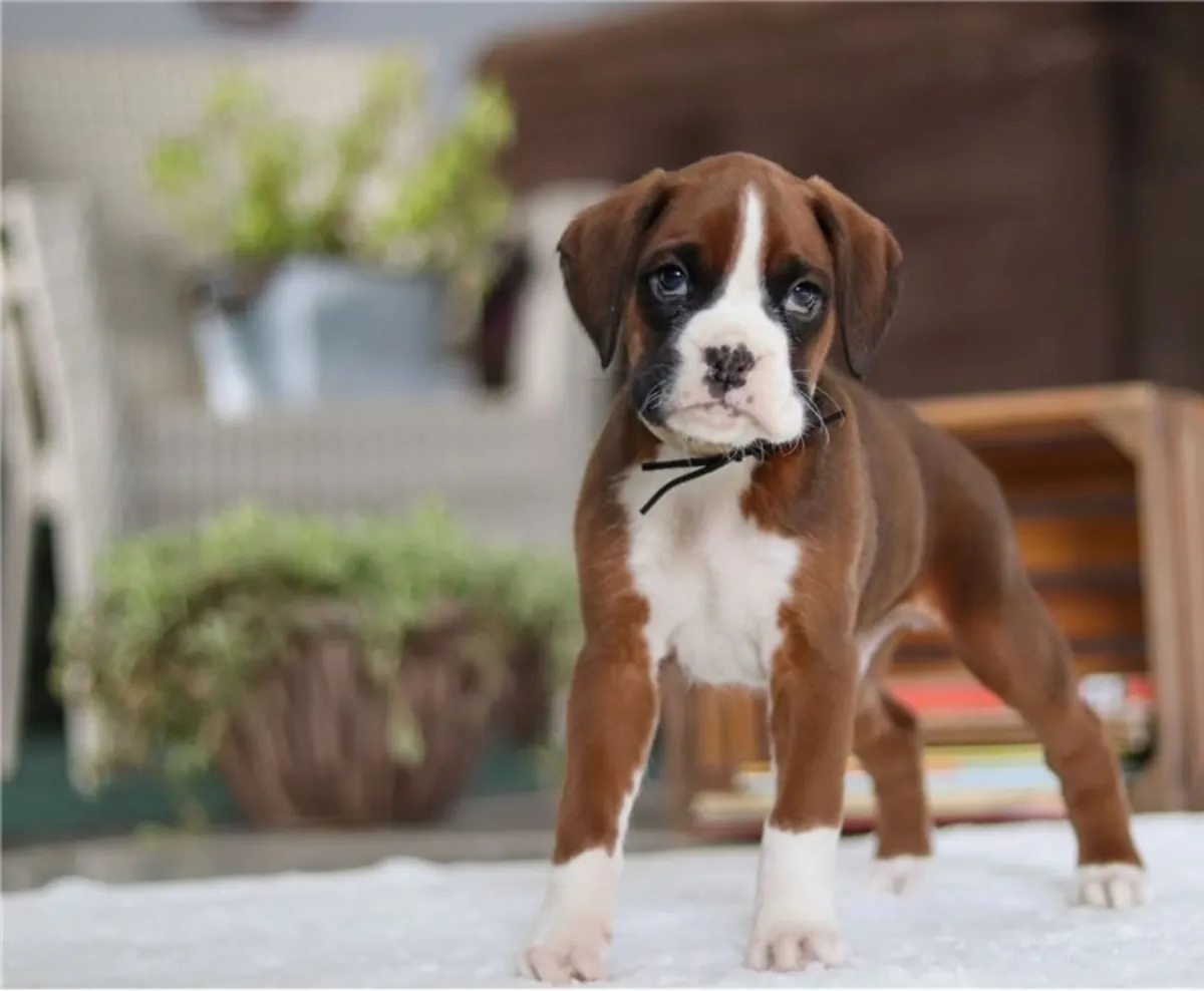 Chiots de boxer de pure race mâles et femelles.
