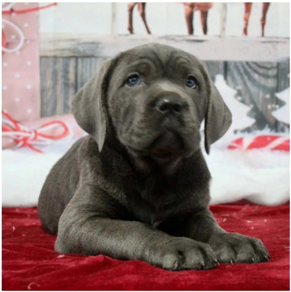Щенки чистокровного Cane Corso.