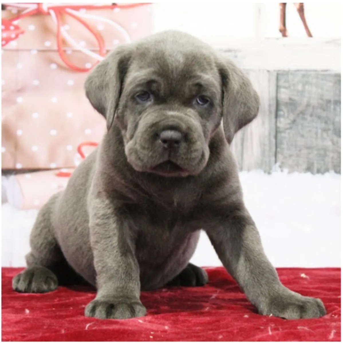 Щенки чистокровного Cane Corso.