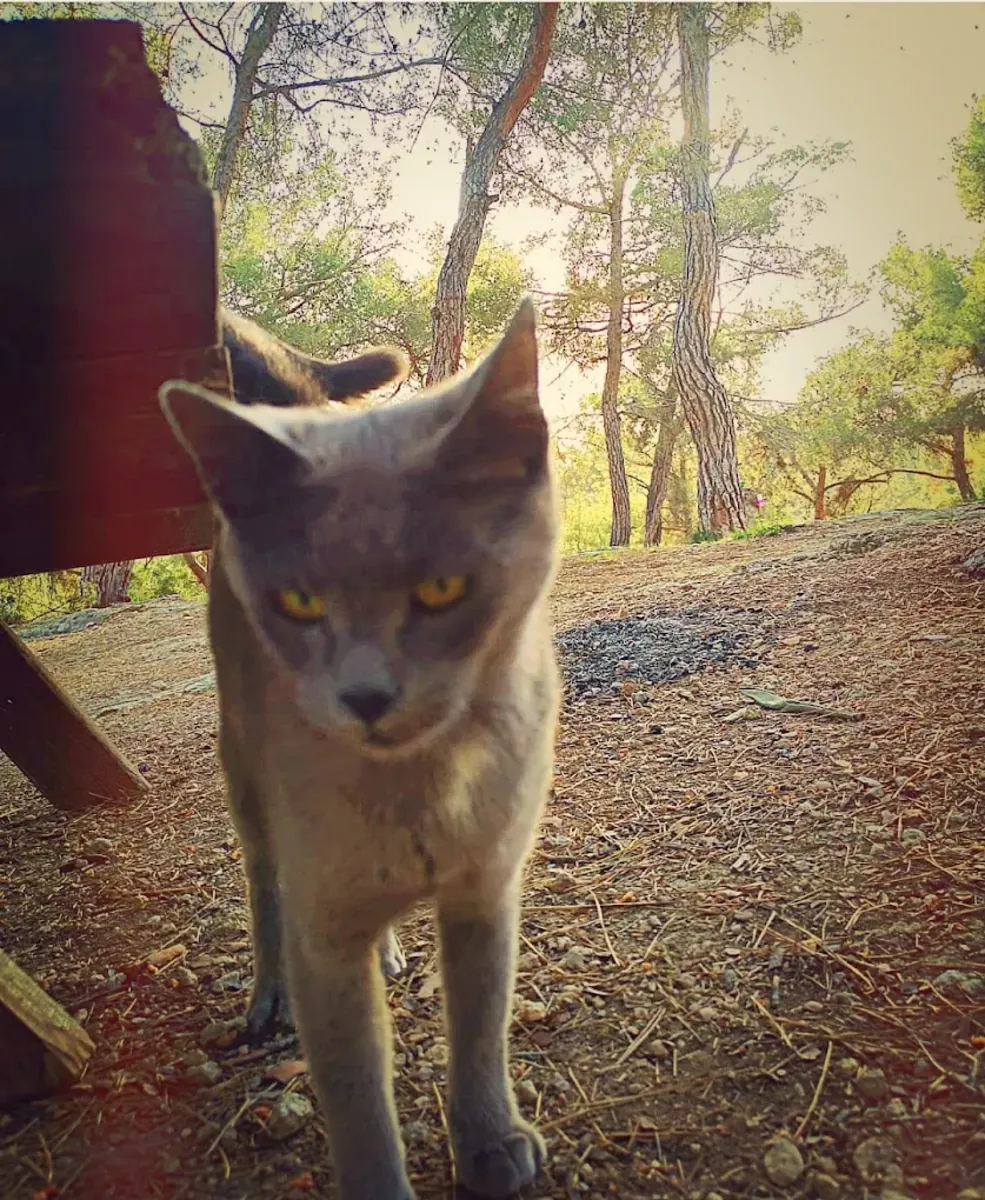 Parc naturel Kuyuluk (Animaux acceptés) – Mezitli - Mersin