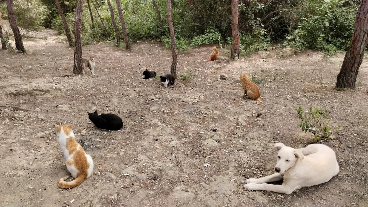 Parc naturel Kuyuluk (Animaux acceptés) – Mezitli - Mersin