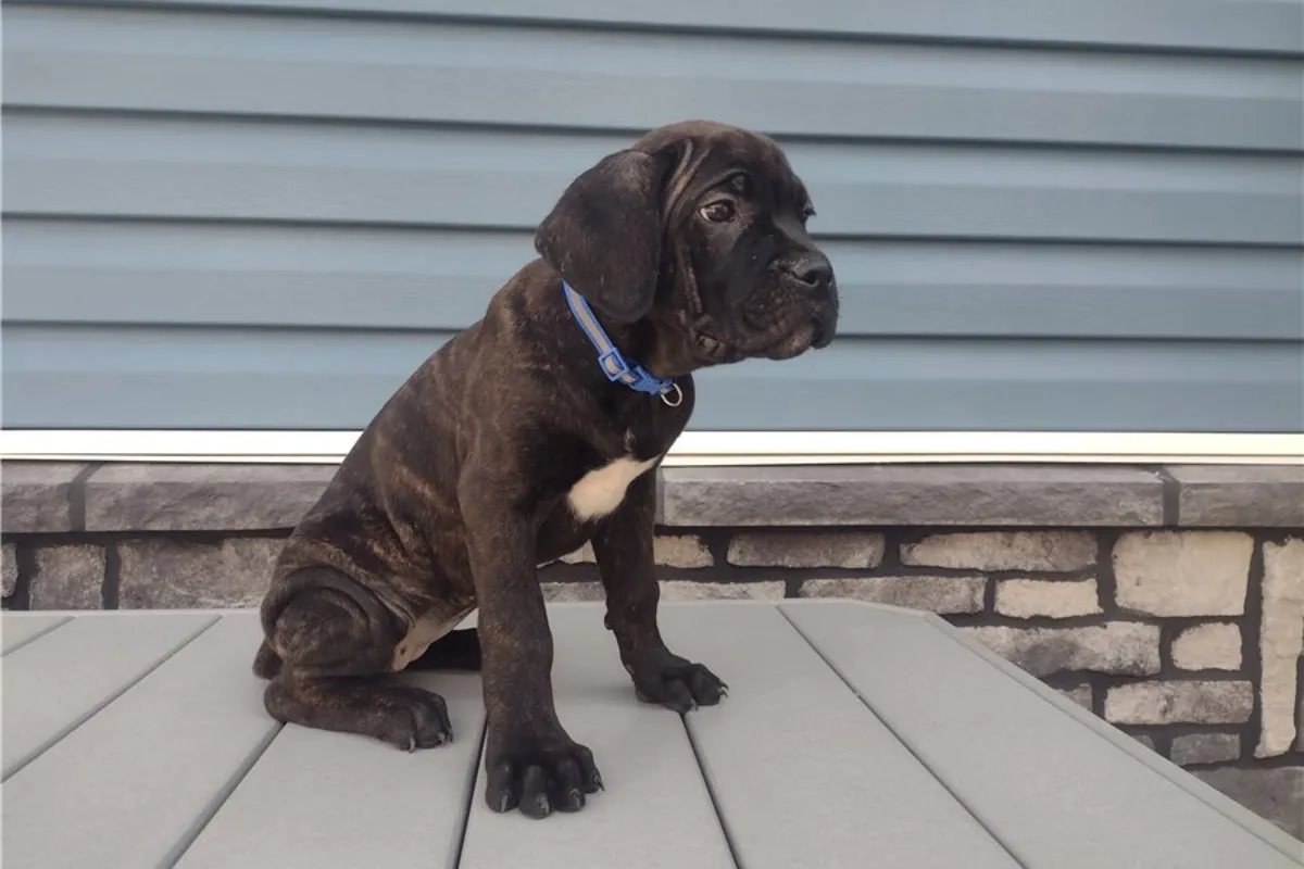 Safkan Cane Corso Yavruları.