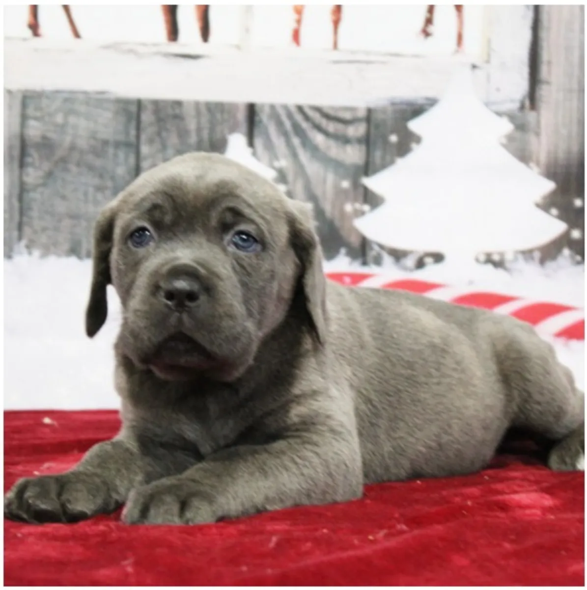 Safkan Cane Corso Yavruları.