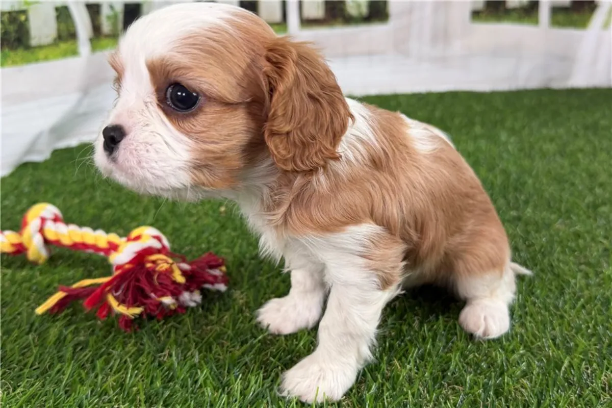 纯种骑士查尔斯王小猎犬幼犬。