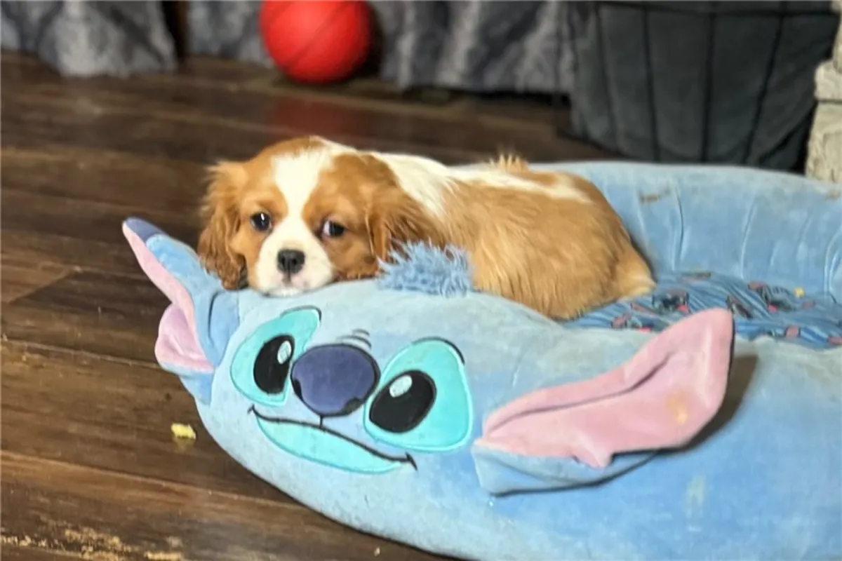 纯种骑士查尔斯王小猎犬幼犬。