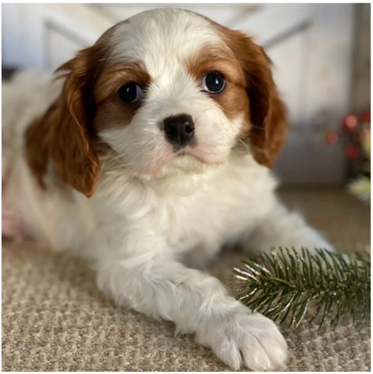 纯种雄性和雌性骑士查尔斯王犬幼犬。