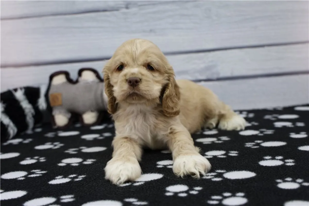 Safkan Cocker Spaniel Yavruları
