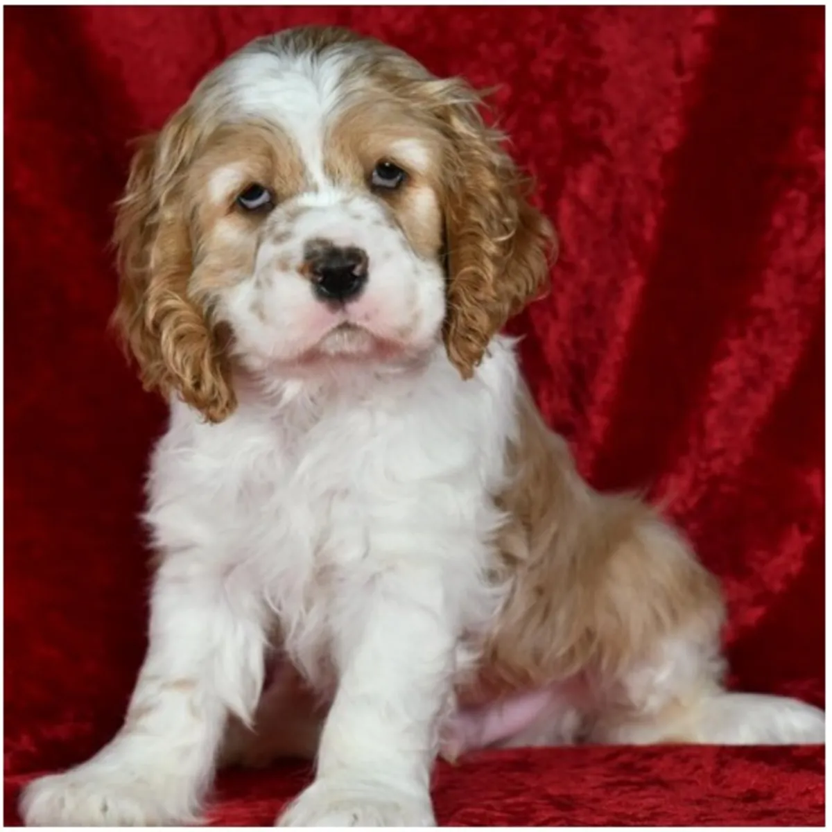 纯种母公可卡犬幼犬