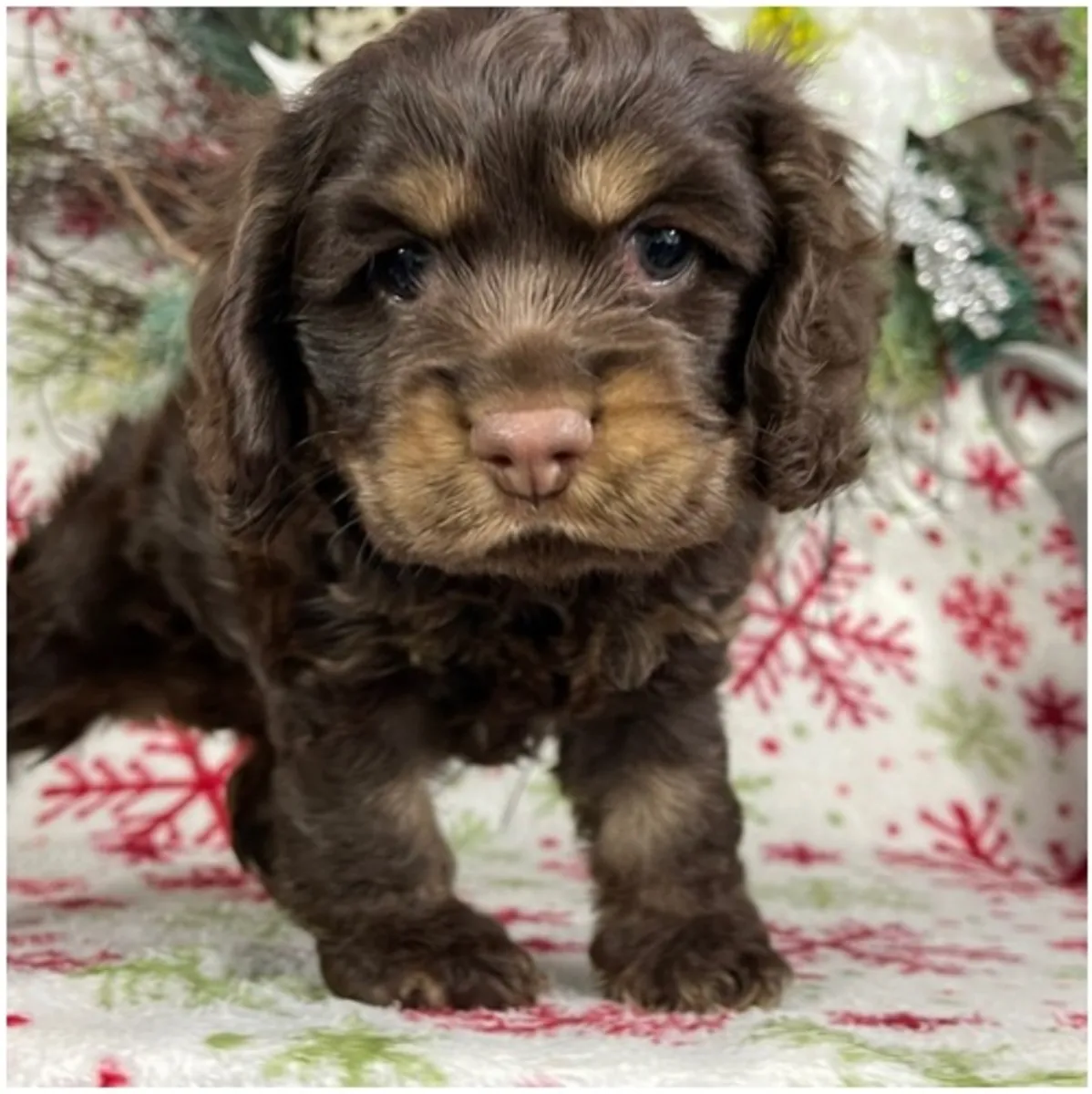 纯种母公可卡犬幼犬