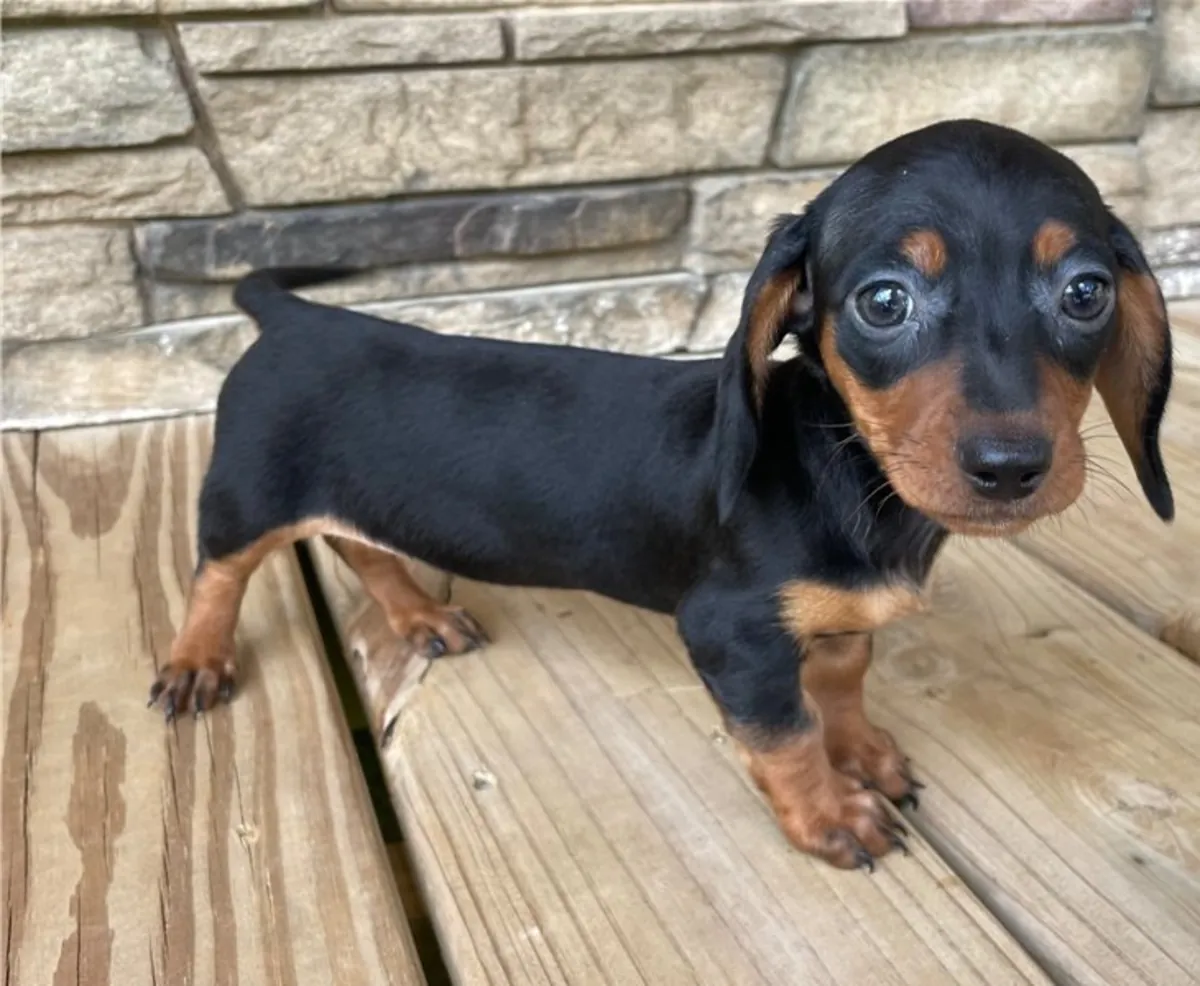 Cachorros de Dachshund de pura raza.