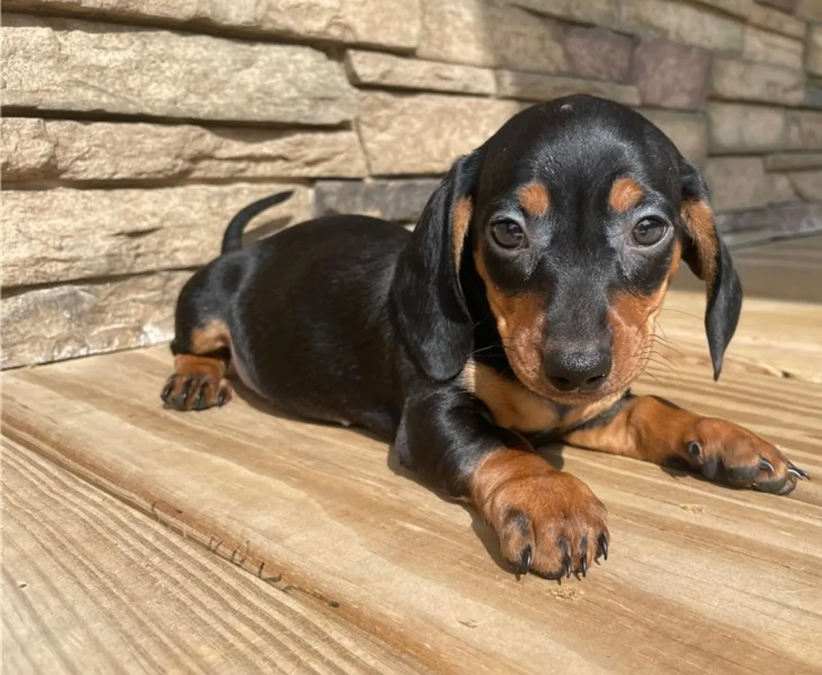 Cachorros de Dachshund de pura raza.
