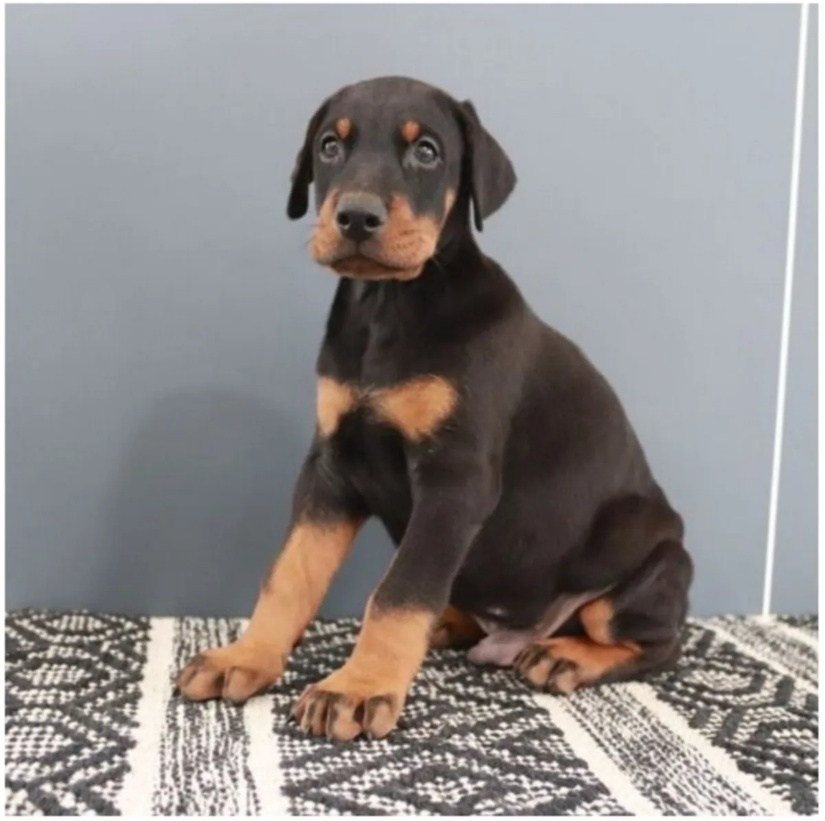 Cachorros de Doberman de pura raza