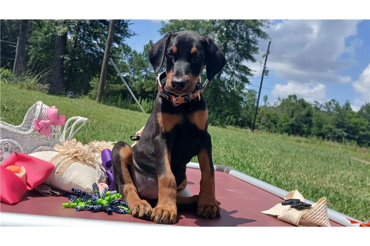 Cachorros de Doberman de pura raza