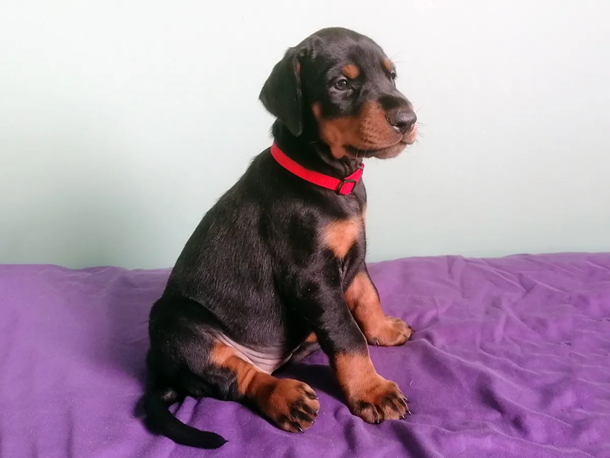 Cachorros de Doberman de pura raza