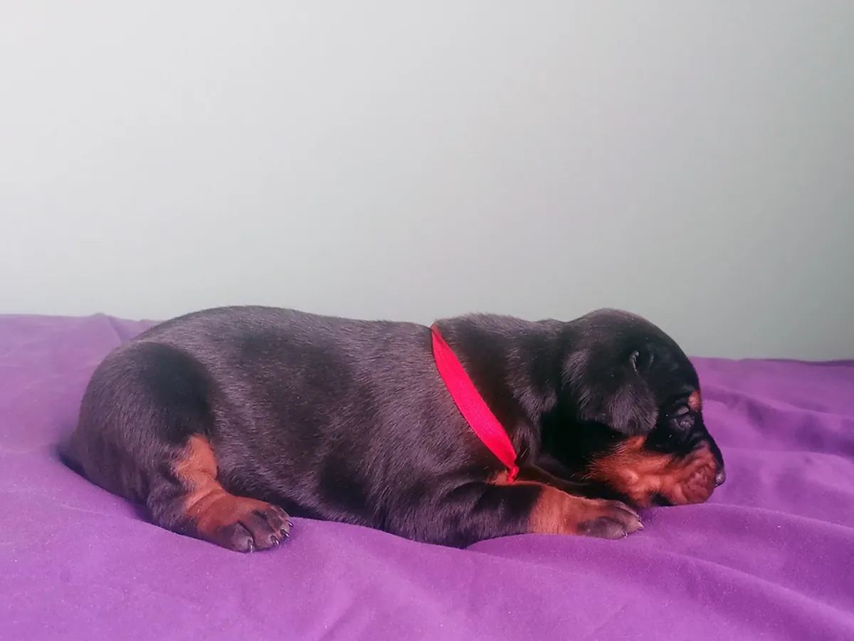 Safkan dişi ve erkek Doberman yavruları.