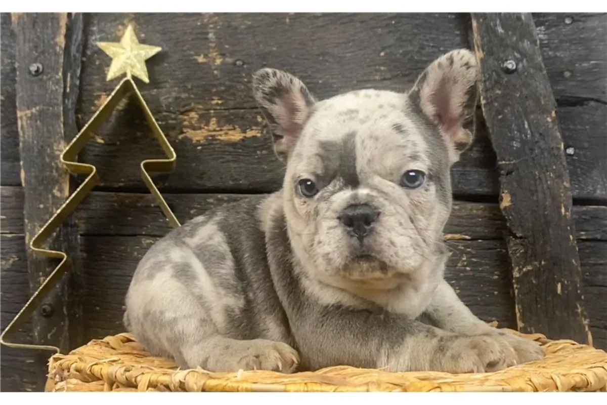 Cachorros de Bulldog Francés de pura raza.
