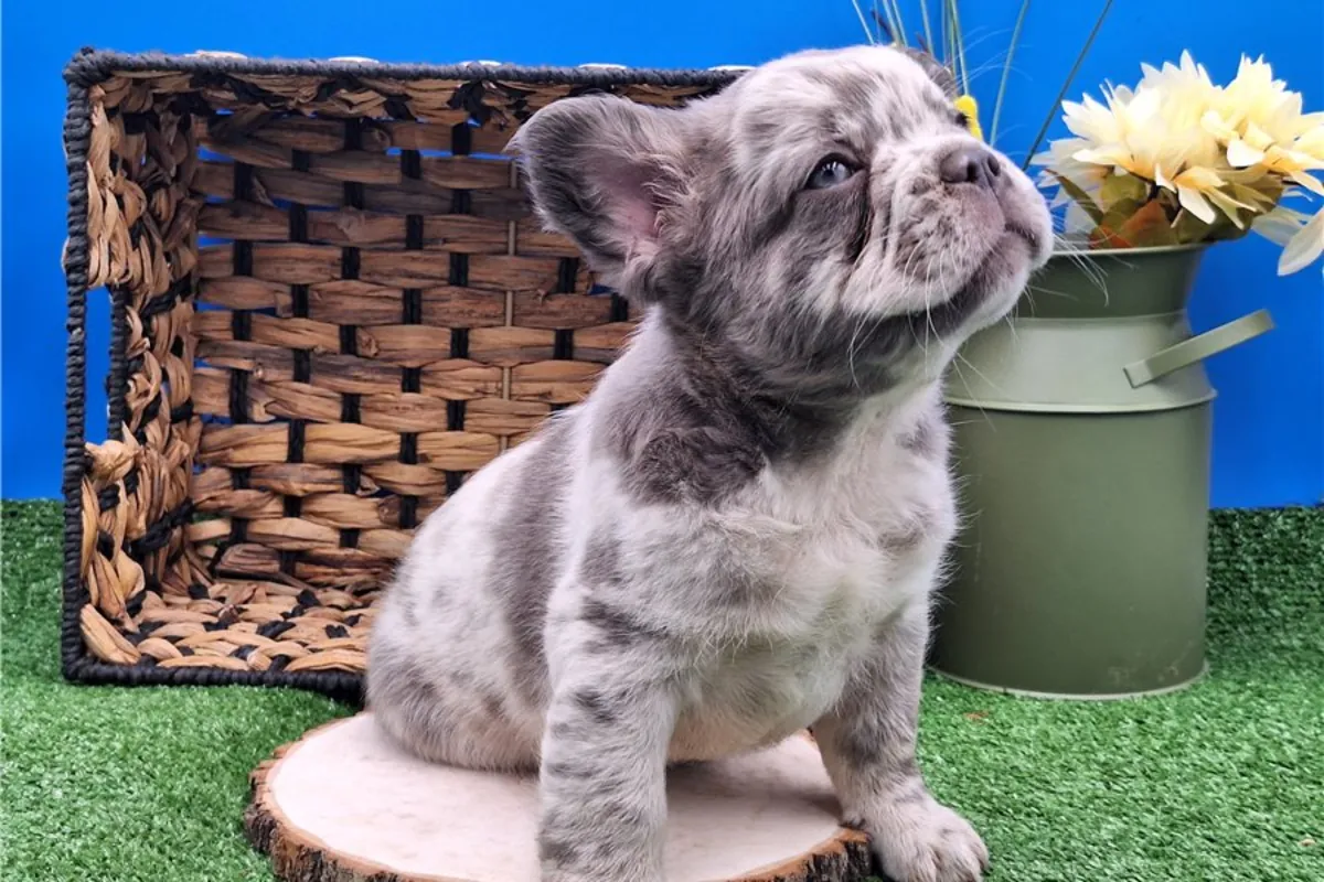 Cachorros de Bulldog Francés de pura raza.