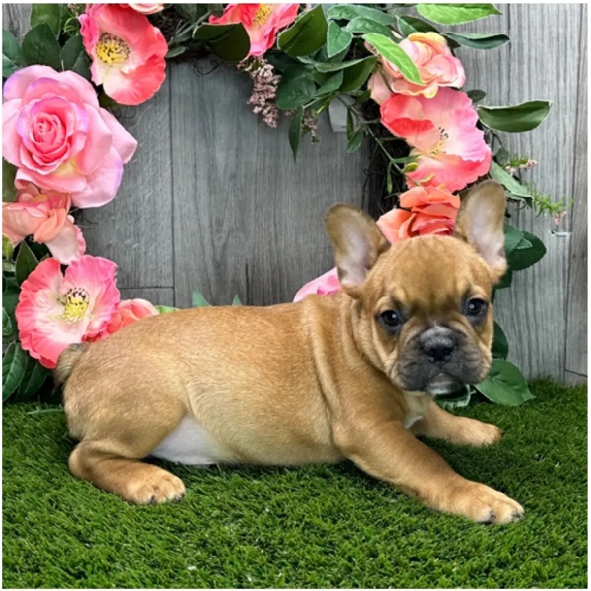 Safkan Fransız Bulldog Yavruları.