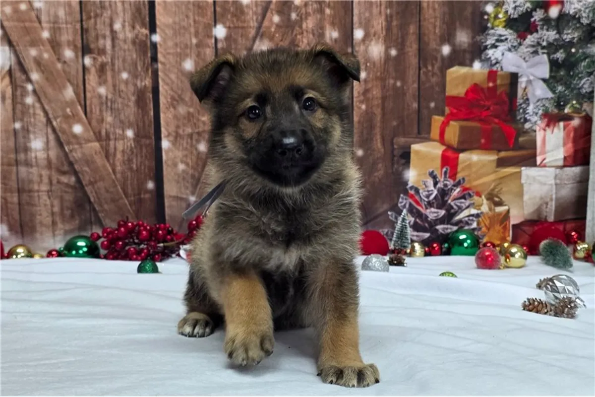 Safkan Alman çoban köpeği yavruları.