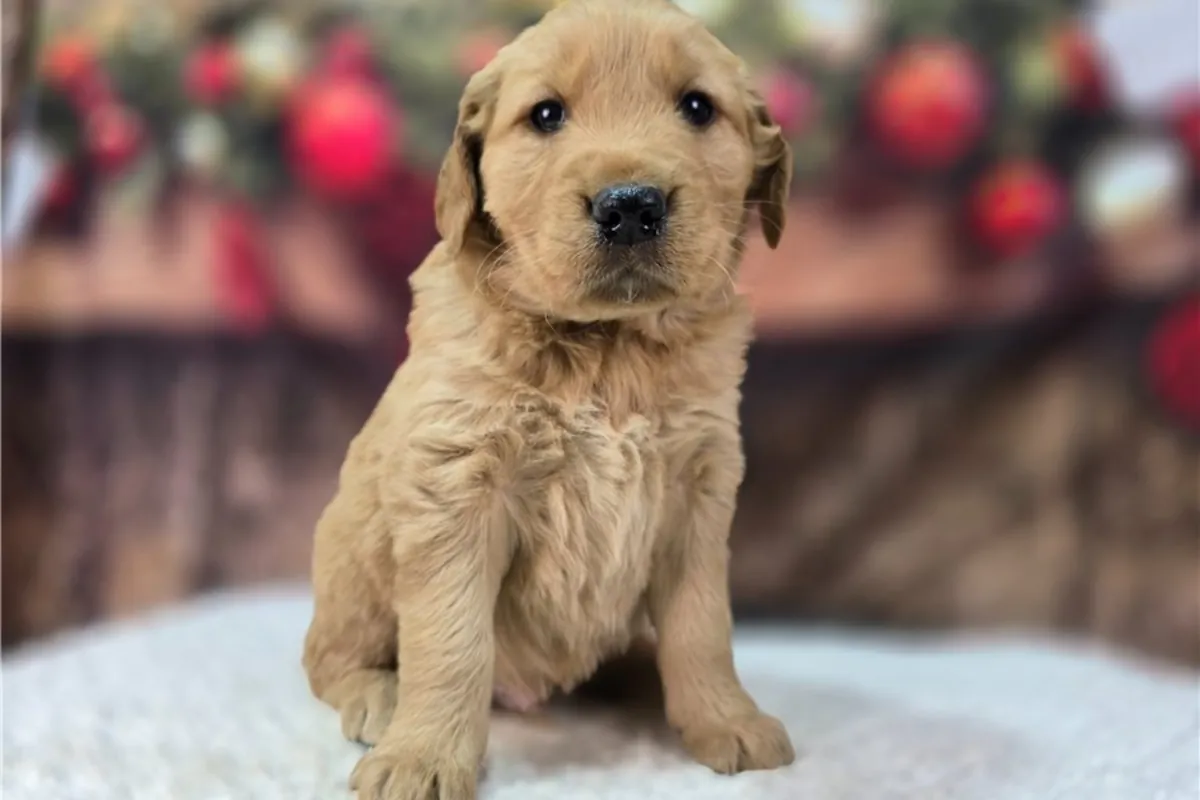 Chiots Golden Retriever de pure race.