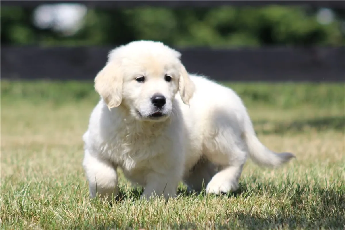 Chiots Golden Retriever de pure race.