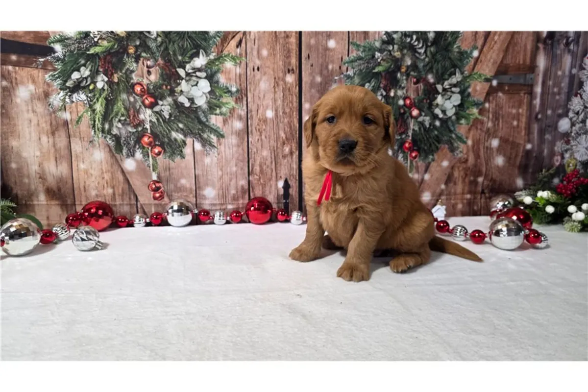 Chiots Golden Retriever de pure race.