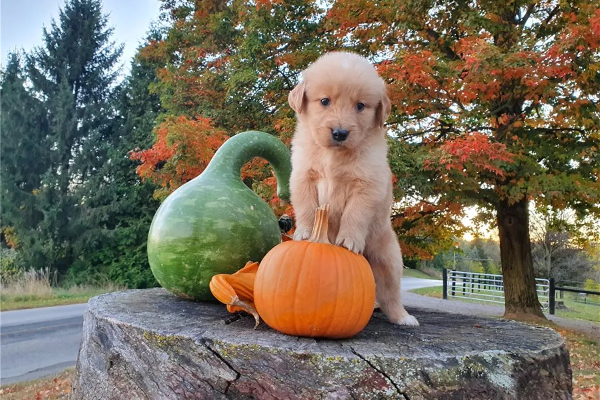 Chiots Golden Retriever de pure race.