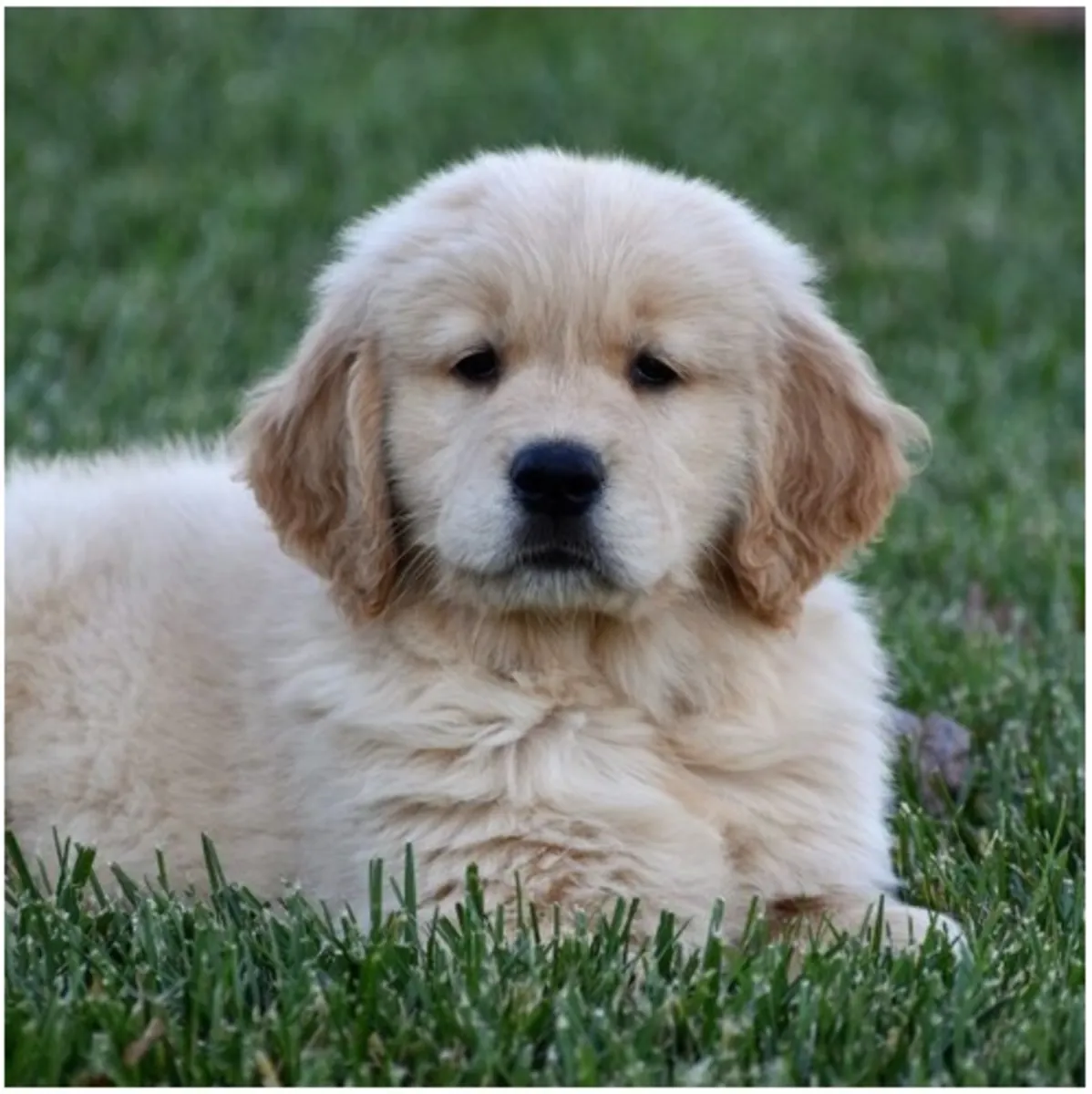 Safkan dişi ve erkek Golden Retriever yavruları.