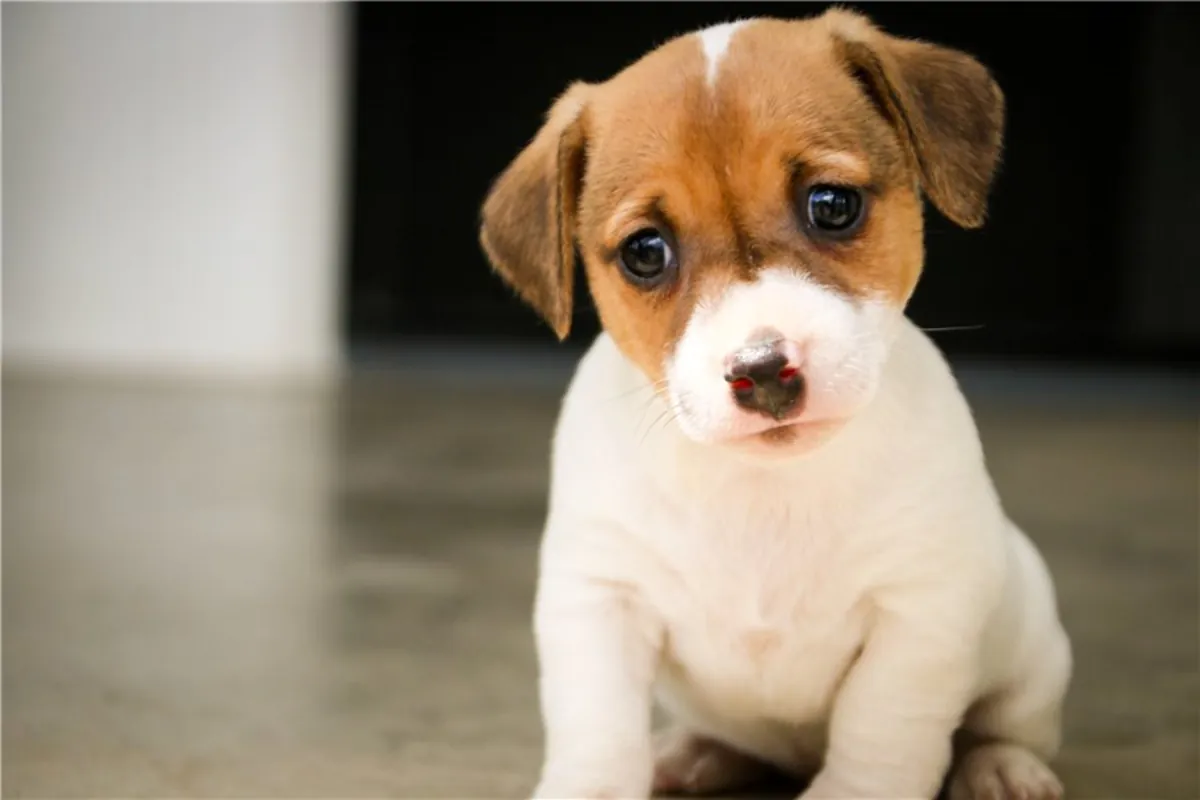 纯种杰克拉塞尔梗幼犬。