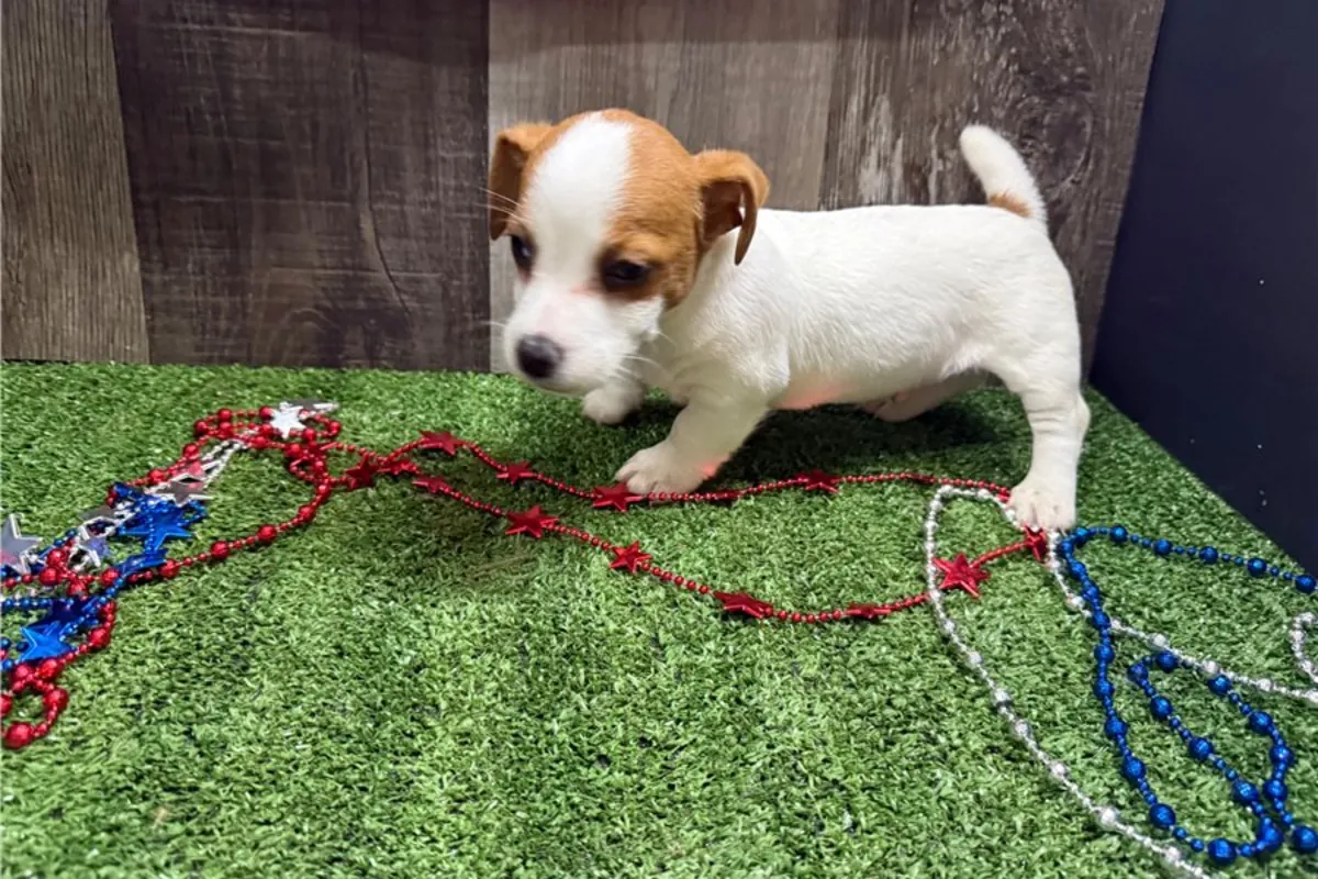 纯种杰克拉塞尔梗幼犬。